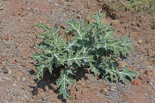 Argemone mexicana, Mexican poppy, Mexican prickly poppy, Flowering thistle is a species of poppy.