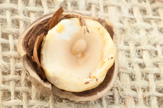 macro of hazelnuts on jute background in studio