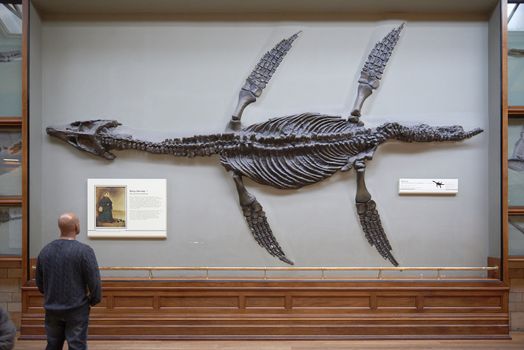 LONDON, UK - DECEMBER 11: Visitor looking at pliosaur fossilised skeleton at the Natural History Museum. December 11, 2014 in London.