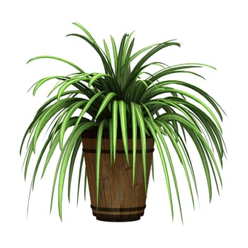 3D digital render of a spider plant in a flower pot isolated on white background