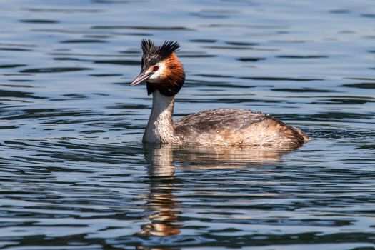 Great Crested Grebe(Podiceps cristatus) photographed in Sesto Calende on the Maggiore lake in Italy.