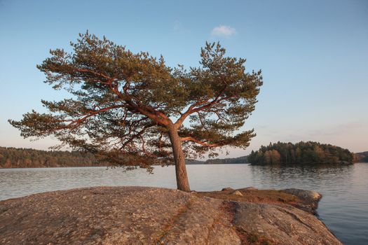 A solitary tree on Delsjö lake close to Gothenburg in Sweden. This picture was taken in autumn with a very peculiar light at the sunset.