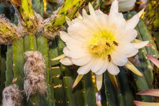 Bees gathering pollen from rare bloom on cereus cactus