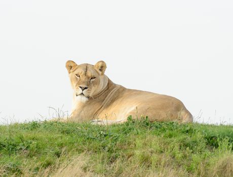 Lioness having a rest lays on grass looing alert