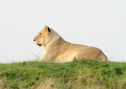 Lioness in profile in evening sun looks alert