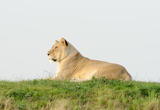 Lioness is reting on grass in profile looking alert