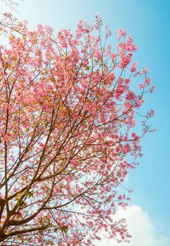 Beautiful cherry blossom, Chiang Mai, Thailand