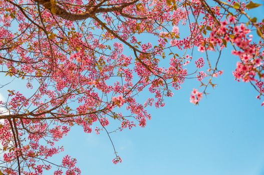 Beautiful cherry blossom, Chiang Mai, Thailand