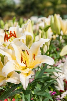 white and yellow lily with red pollen.