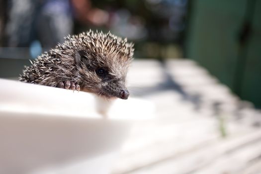 Hedgehog close-up ordinary summer day in sunny weather