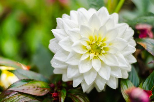 Close up white Dahlia hybrid flower with blurred background