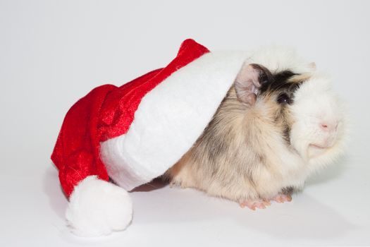 Smiling guinea pig under Santa Claus hat.