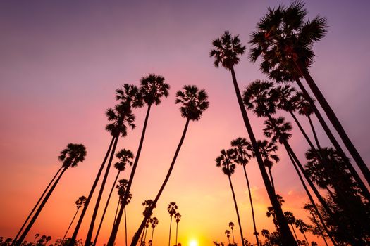 Silhouetted landscape of coconut tree during sunset