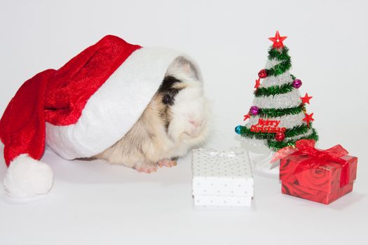 Santa Claus hat with christmas tree and gifts and guinea pig.