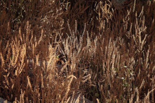 Dry flowers in the late evening sun.