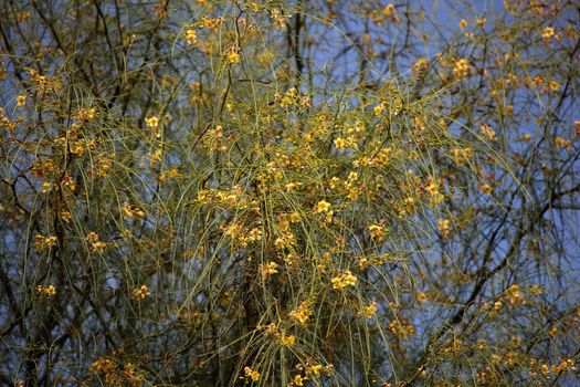 Flowers of a Jerusalem Thorn (Parkinsonia aculeata).