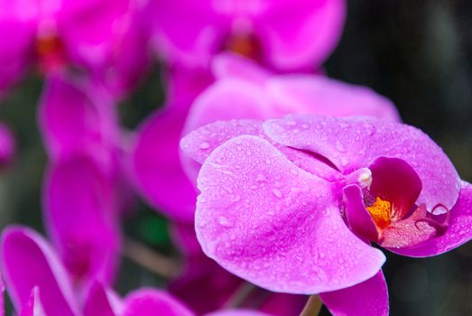 Pink Orchids with blue background