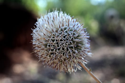 Thistle in Eastern Africa.