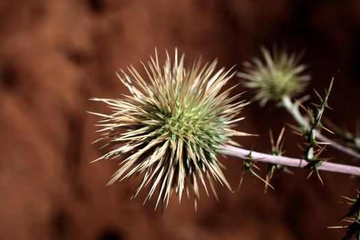 Thistle in Eastern Africa.