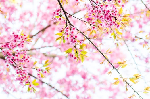 cherry Blossoms tree with sunny day