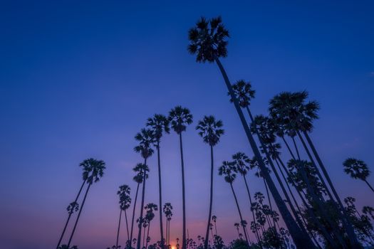 Silhouetted landscape of coconut tree during sunset