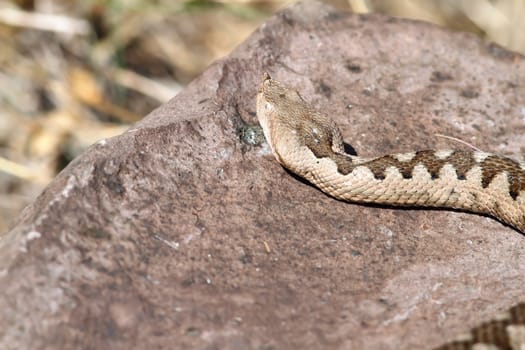 big female european nose horned viper ( Vipera ammodytes ) basking on a rock