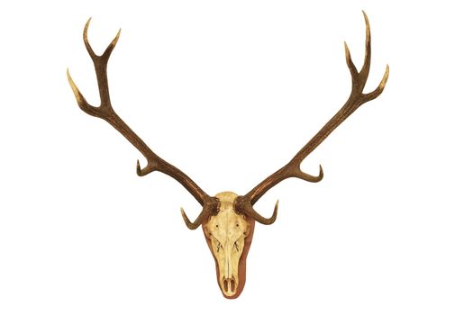 big red deer stag ( Cervus Elaphus ) hunting trophy isolated over white background