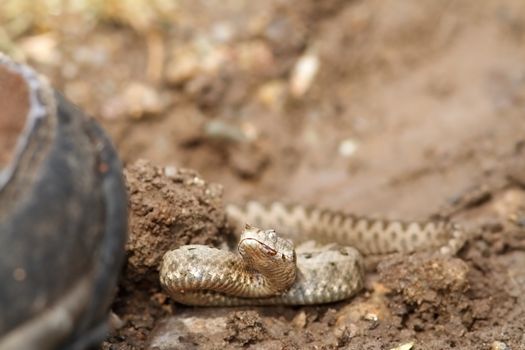 boot walking towards sand viper ( Vipera ammodytes ), you can see how the snake is preparing for a strike