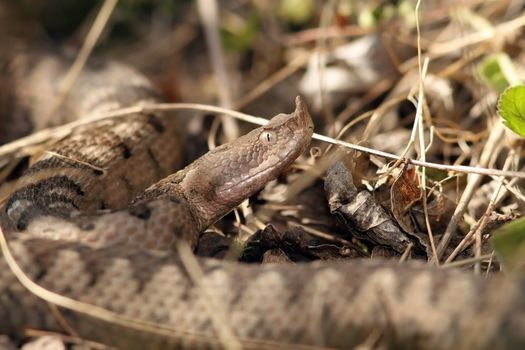 camouflaged dangerous european snake, the nose horned viper ( Vipera ammodytes ), large specimen photographed in Romania