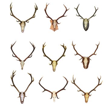 collection of red deer hunting trophies ( Cervus Elaphus ), beautiful bucks, isolation over white background