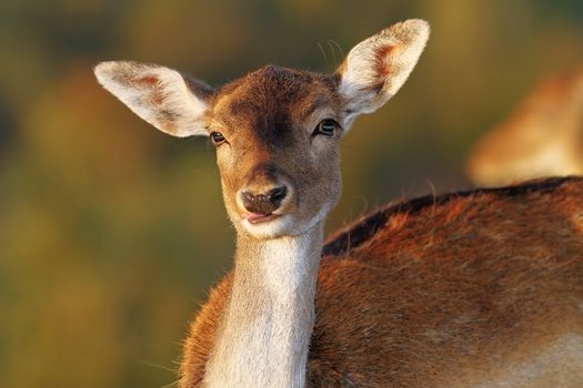 fallow deer doe portrait looking at camera ( Dama ) over out of focus background