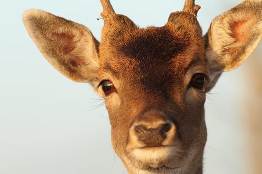funny portrait of a fallow deer buck ( Dama )