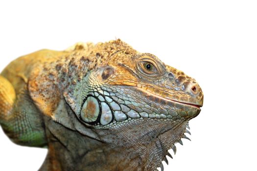 green iguana portrait isolated over white background, close up on reptile eye