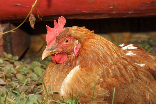 hen standing  near farm barn, outdoor picture
