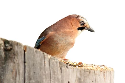 isolated eurasian jay ( Garrulus glandarius ) standing on a stump