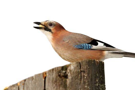 isolated eurasian jay on a stump ( Garrulus glandarius ) with bread in beak