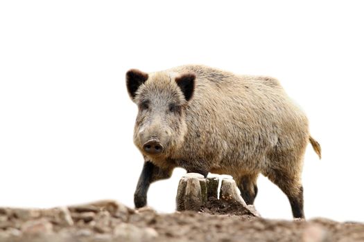 wild hog looking at camera, isolation over white background