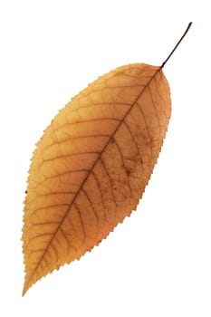 isolation over white  of a beautiful faded orange cherry leaf