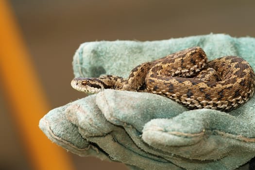 the elusive meadow viper ( Vipera ursinii rakosiensis )  in green glove