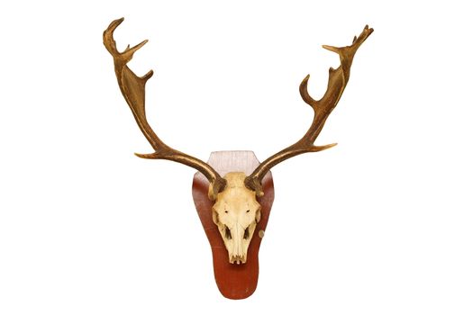 old fallow deer stag ( Dama ) hunting trophy isolated on white background for your design