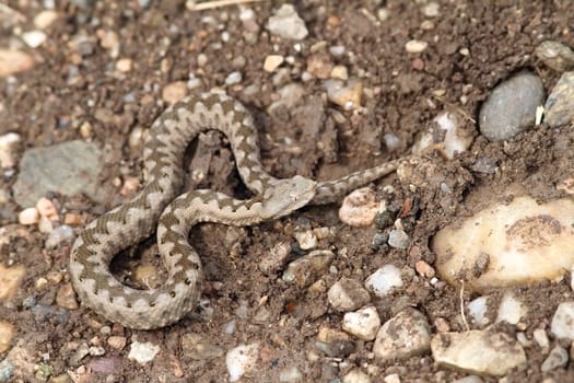 small vipera ammodytes ( european sand viper ) showing good camouflage on the  ground