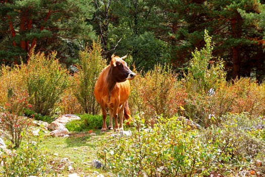 A cow standing on the summer meadow