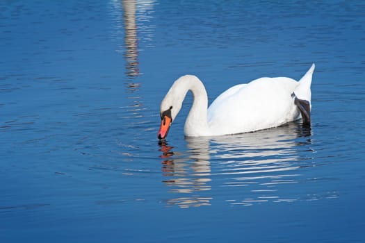 Beautiful wild white Swan floating on the blue surface of the lake.