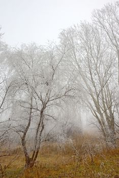 trees covered with snow and mist