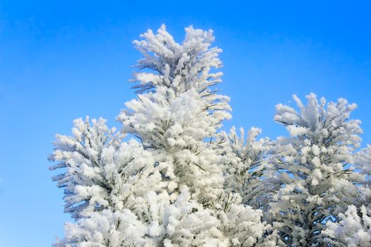 The trees, covered with a large number of thick frost on the background of blue sky.