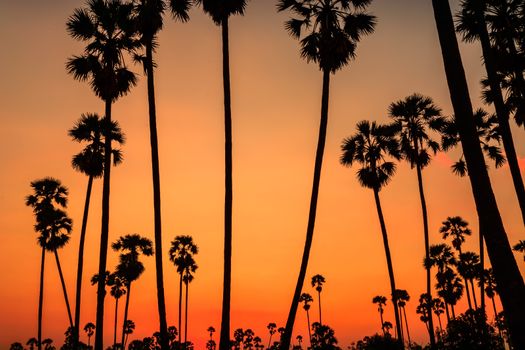 Silhouetted landscape of coconut tree during sunset