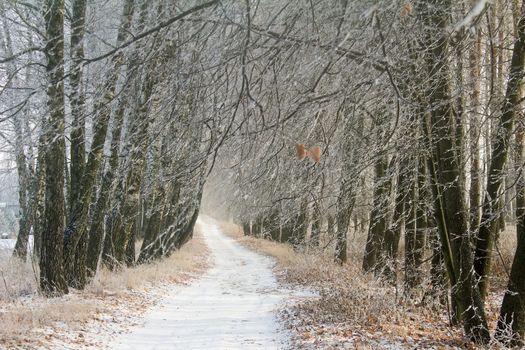 Winter landscape: forest, trees and grass, coated with frost, snow covered road,