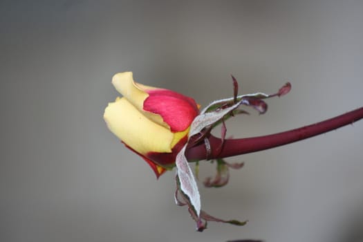 Yellow rose in the garden shallow depth of field.