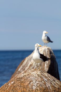 seagull on a stone on the sea