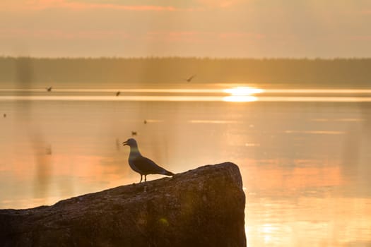 colony of seagulls in the Baltic Sea